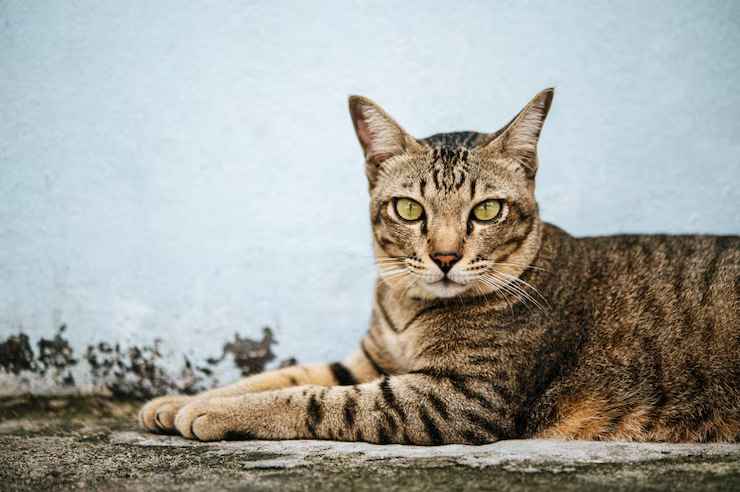 100 Asian Cats