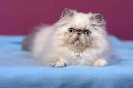 100 Asian Cats